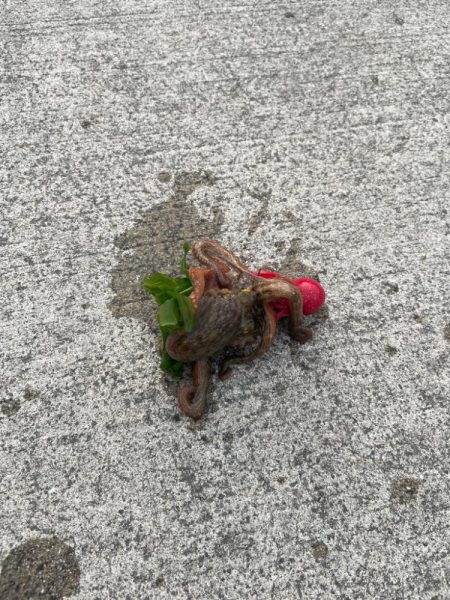 タコとチヌ狙い