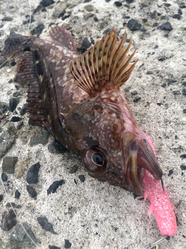 ロックフィッシュとハガツオ