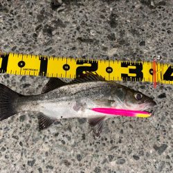 ラザミンで初シーバス