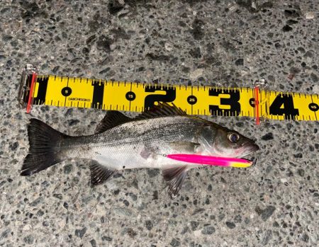 ラザミンで初シーバス