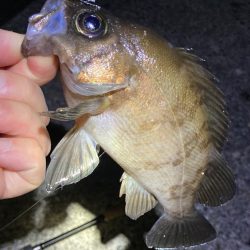 好調続く明石のメバリング