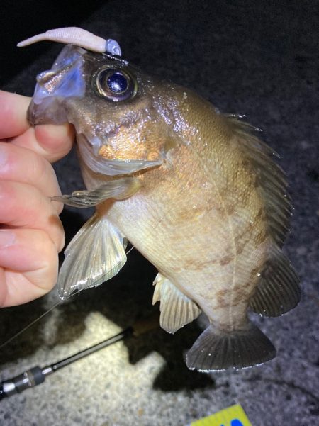 好調続く明石のメバリング