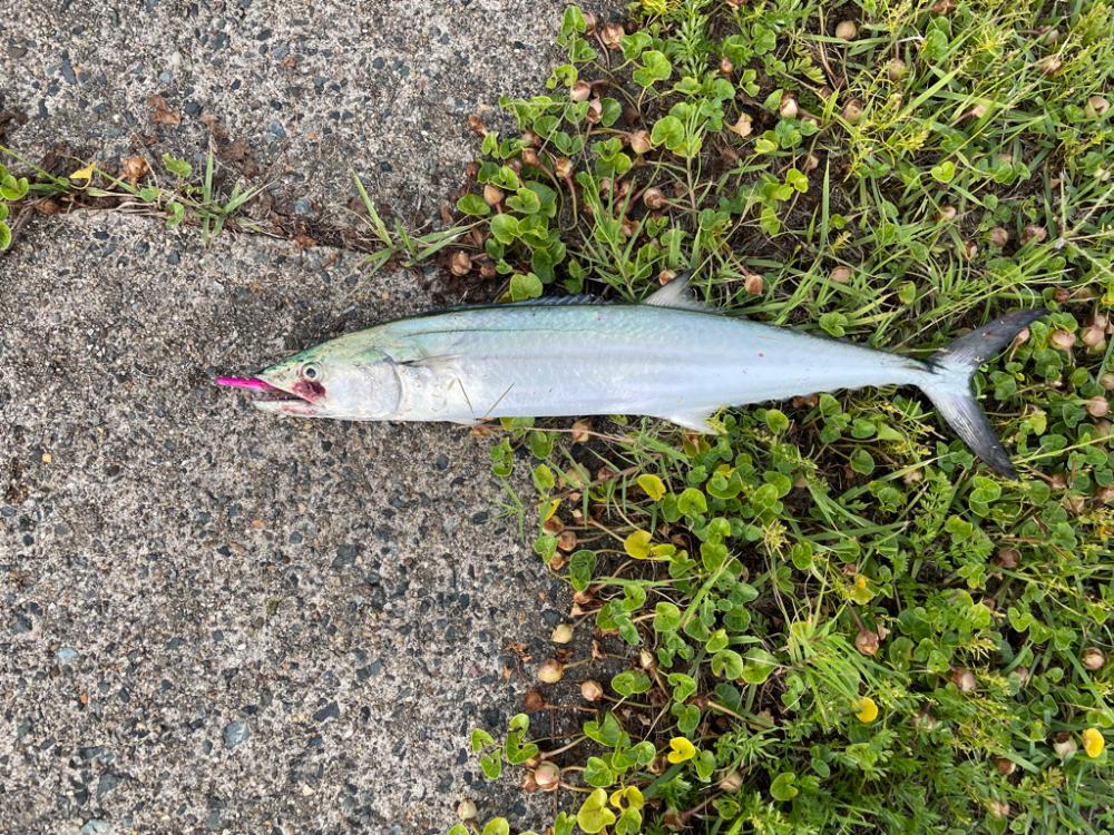 春のサゴシ釣り