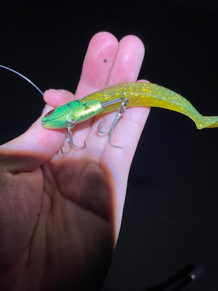 花水川河口:エイ