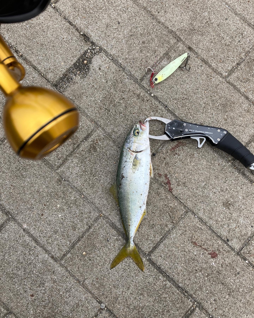 湾奥コスモにてツバス8匹。。