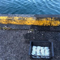 最近渋めの豆アジ…