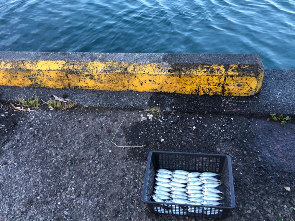 最近渋めの豆アジ…