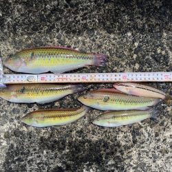 平磯海づり公園での釣り