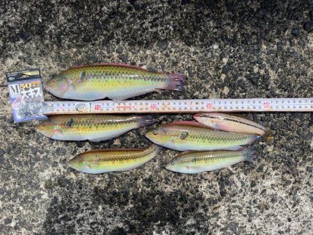 平磯海づり公園での釣り
