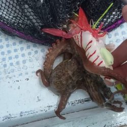 ぷりぷりタコエビでぷりタコゲット