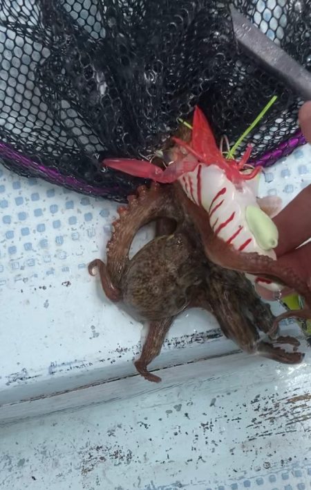 ぷりぷりタコエビでぷりタコゲット