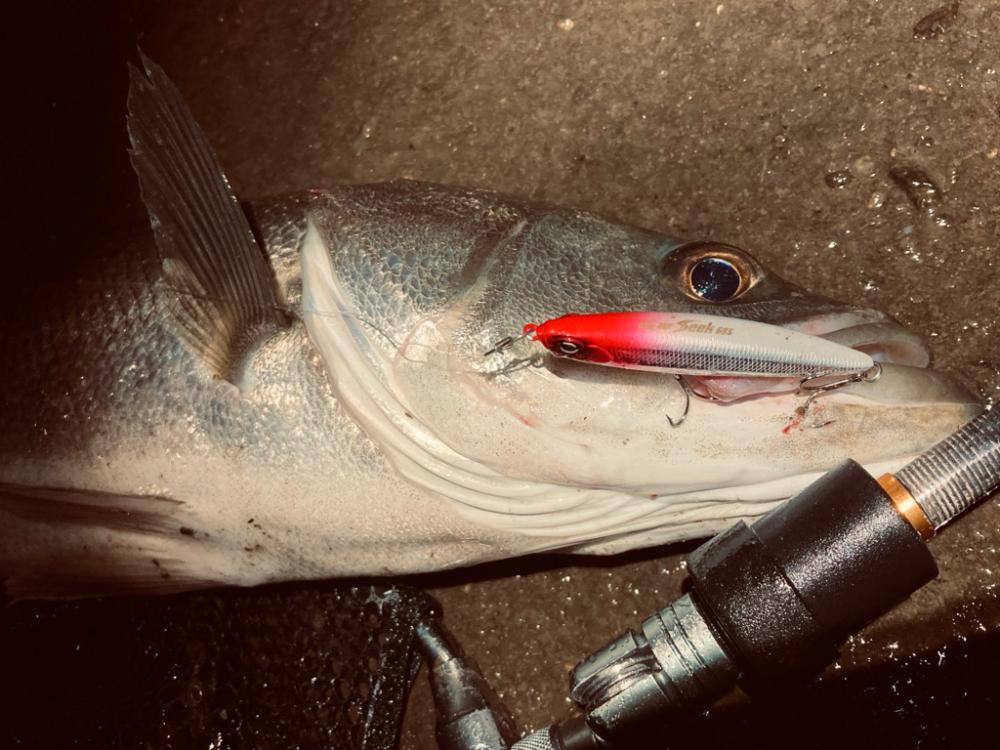 ナイトルアーフィッシング