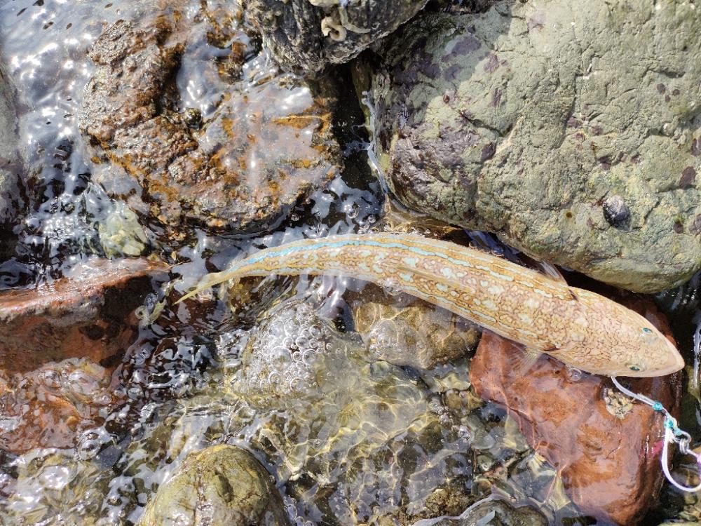 ショアジギング