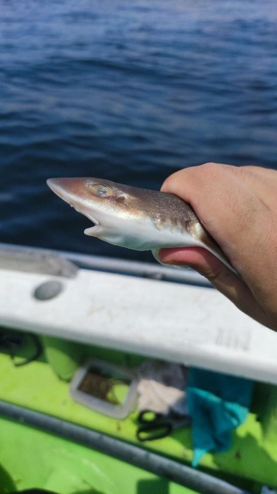 中ノ瀬でシロギス釣り