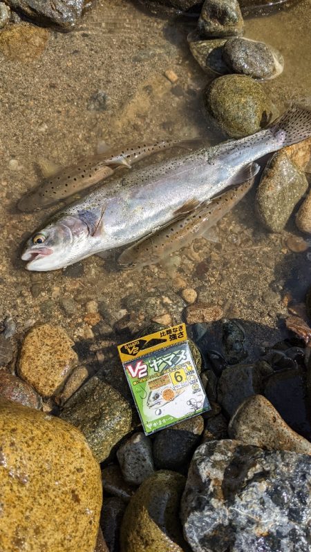 本流アマゴ釣り