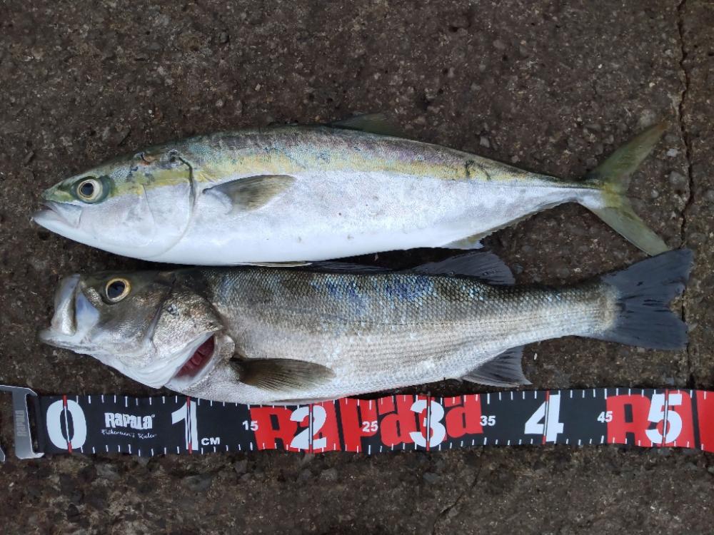 ショアプラッキング