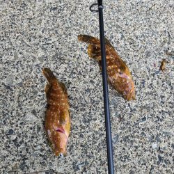 ロックフィッシュ好調！