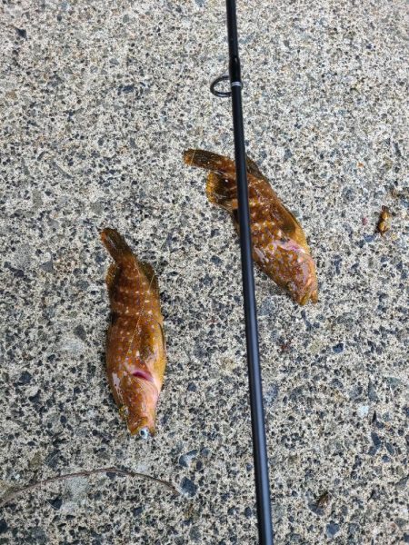 ロックフィッシュ好調！