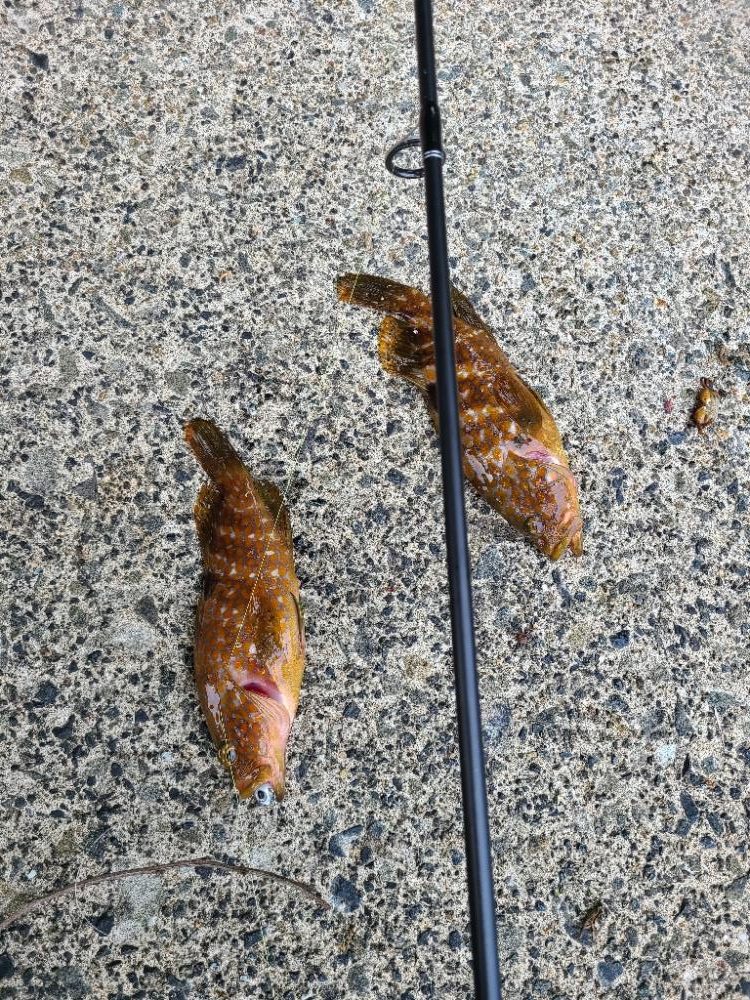 ロックフィッシュ好調!