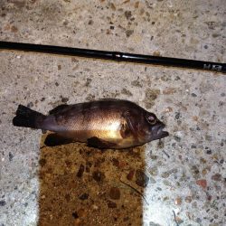 ショアジギとメバリング