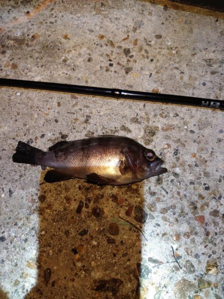 ショアジギとメバリング