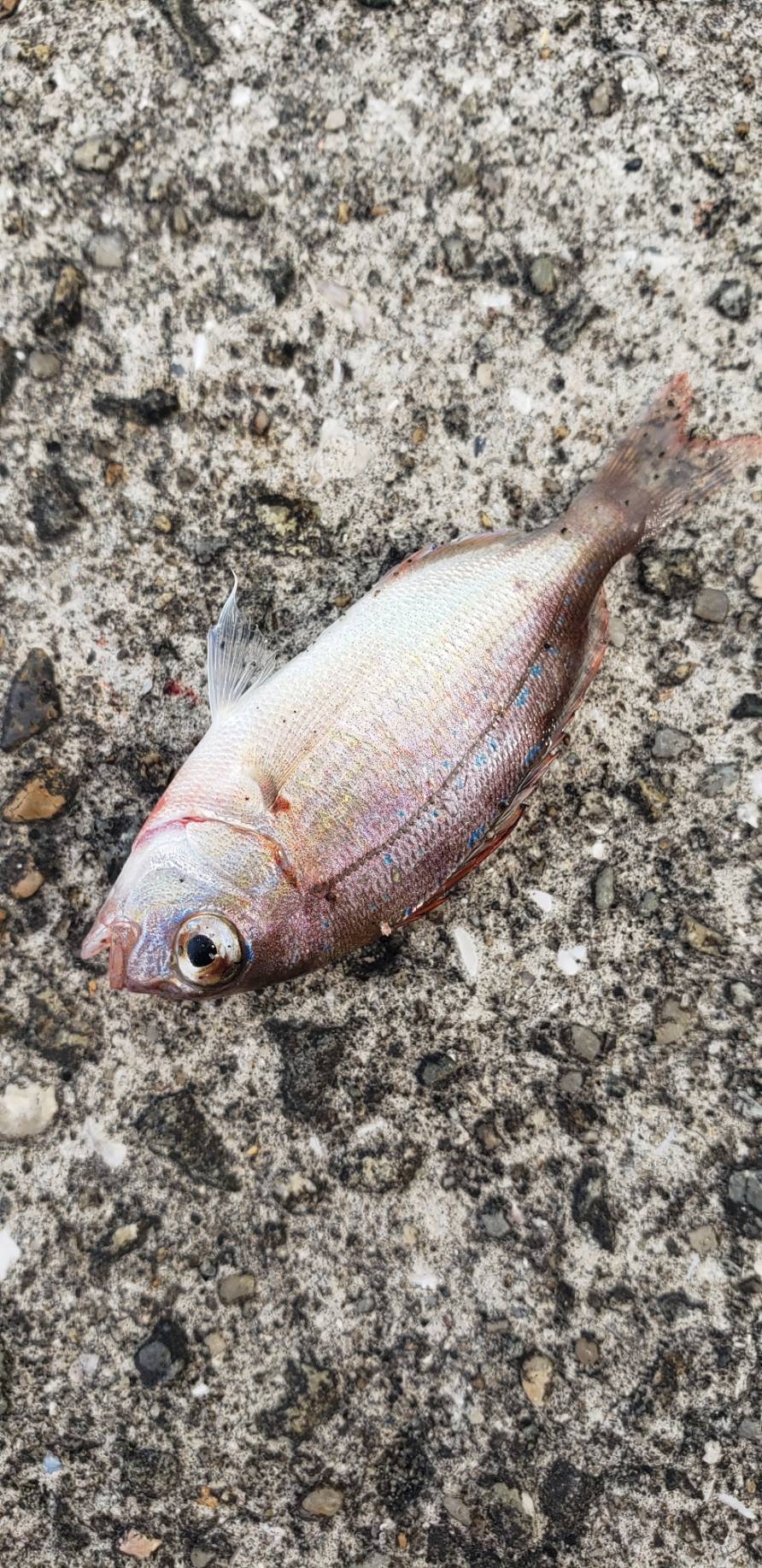 アジ探し@湯浅周辺