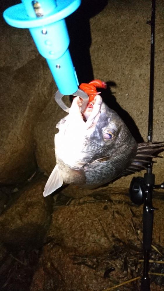 シーバス釣れない。