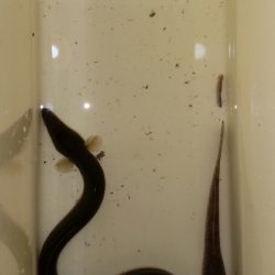 淀川うなぎ釣り