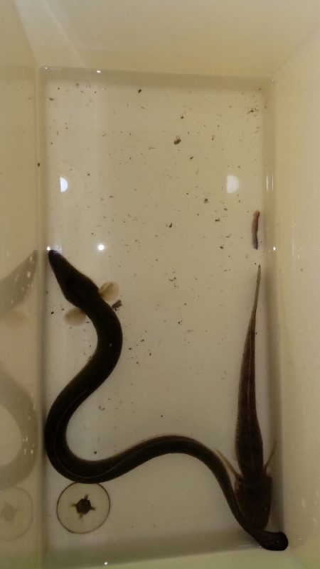 淀川うなぎ釣り