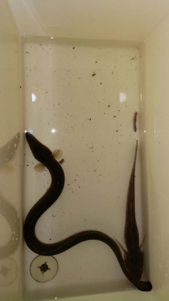 淀川うなぎ釣り