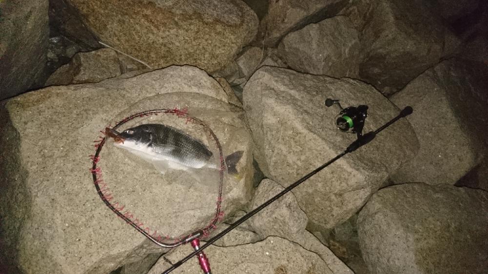 チニング安定釣果