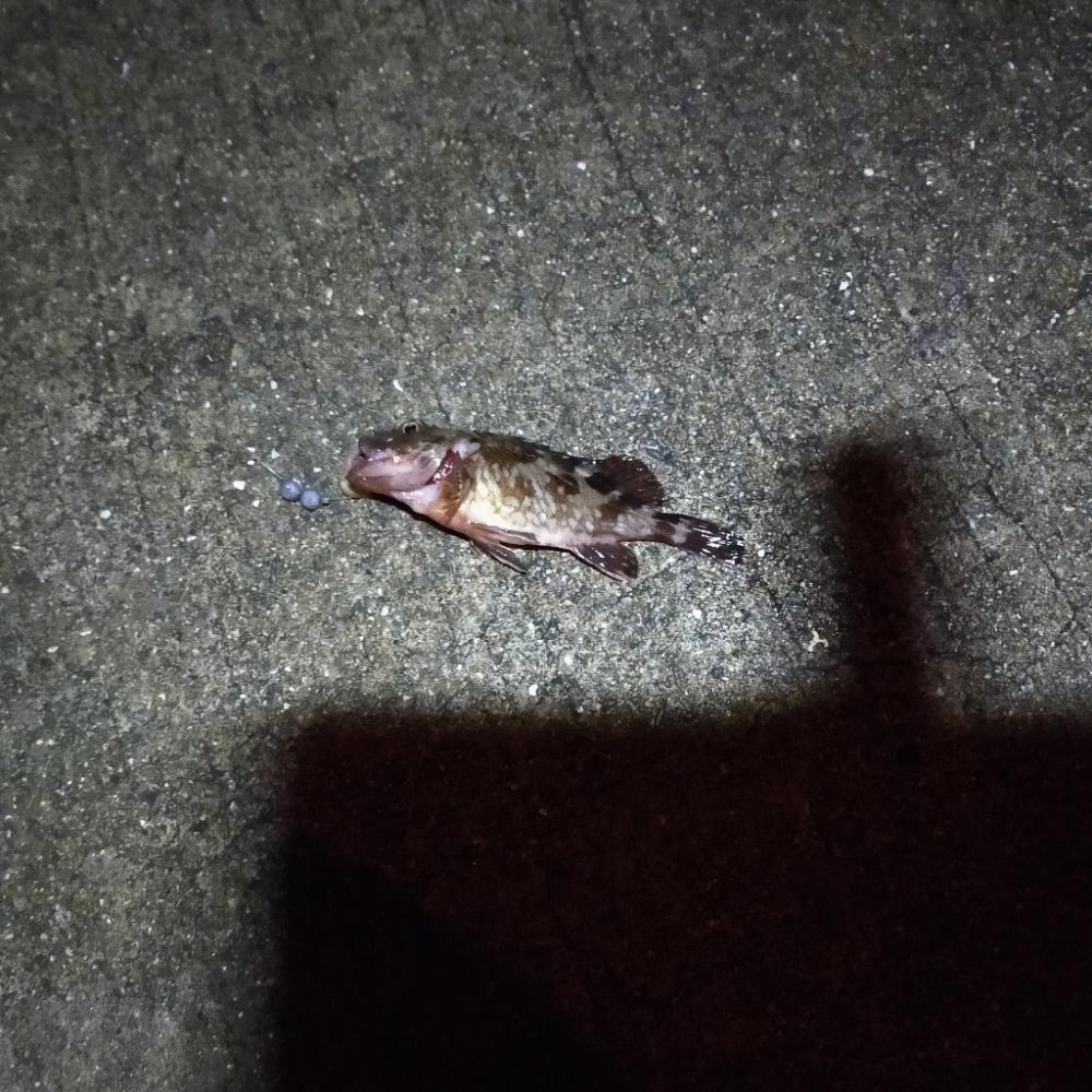 ウキ釣り練習 夜釣り