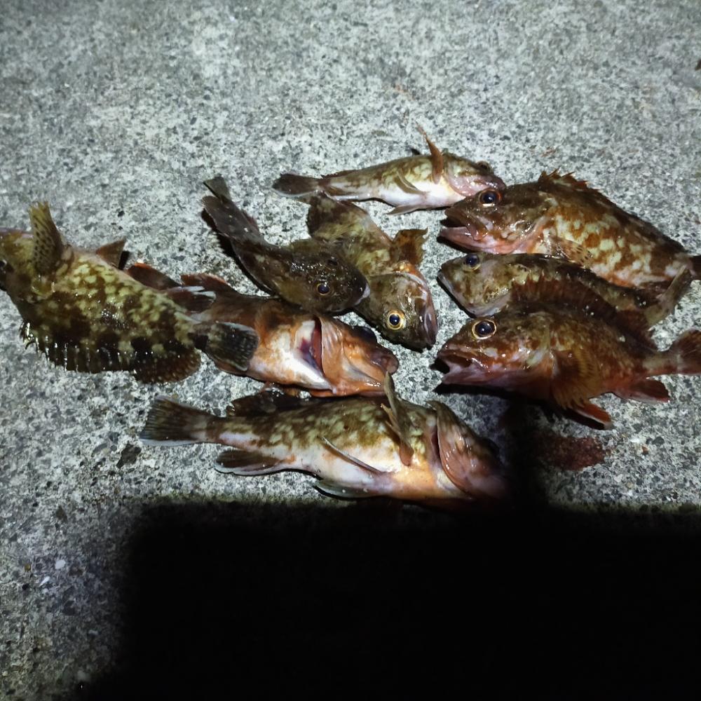 須磨一文字 のんびり半夜釣り