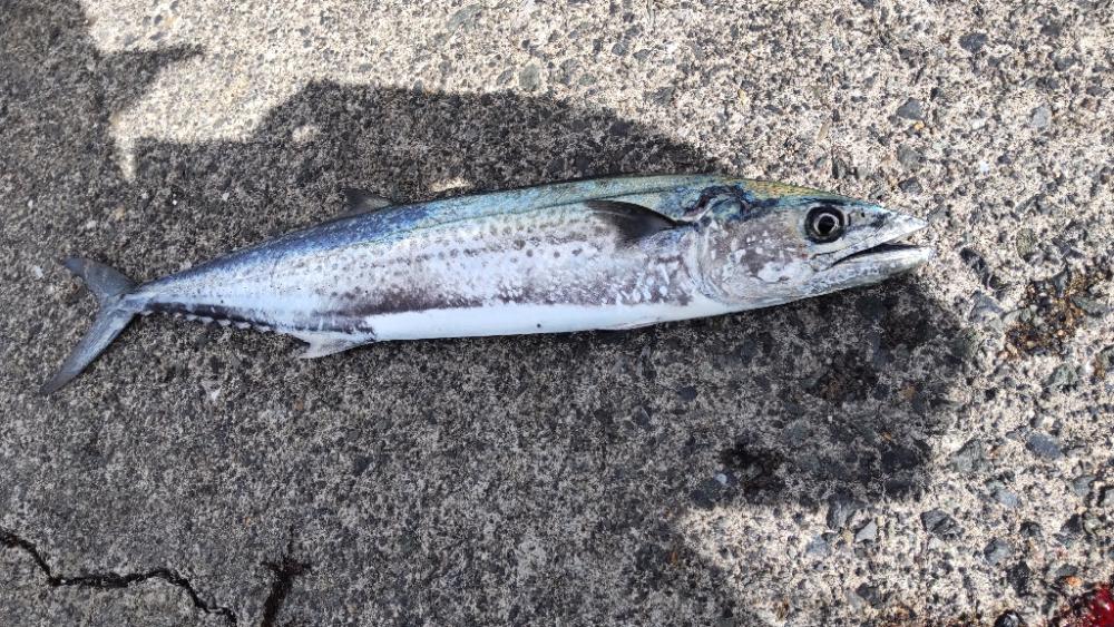 まさかの…ドラゴン!