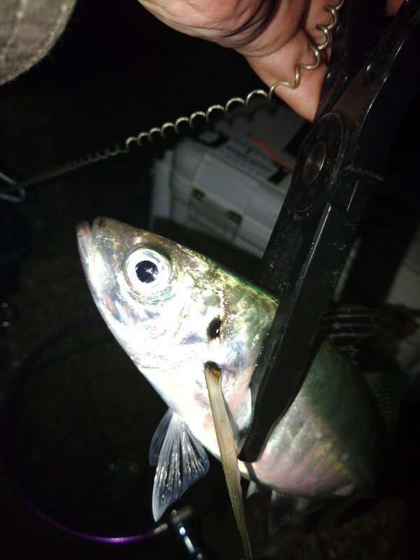 (泣尺アジ)フロートゲーム~