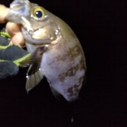 梅雨メバルは？