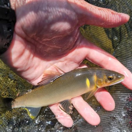 有田川鮎釣り