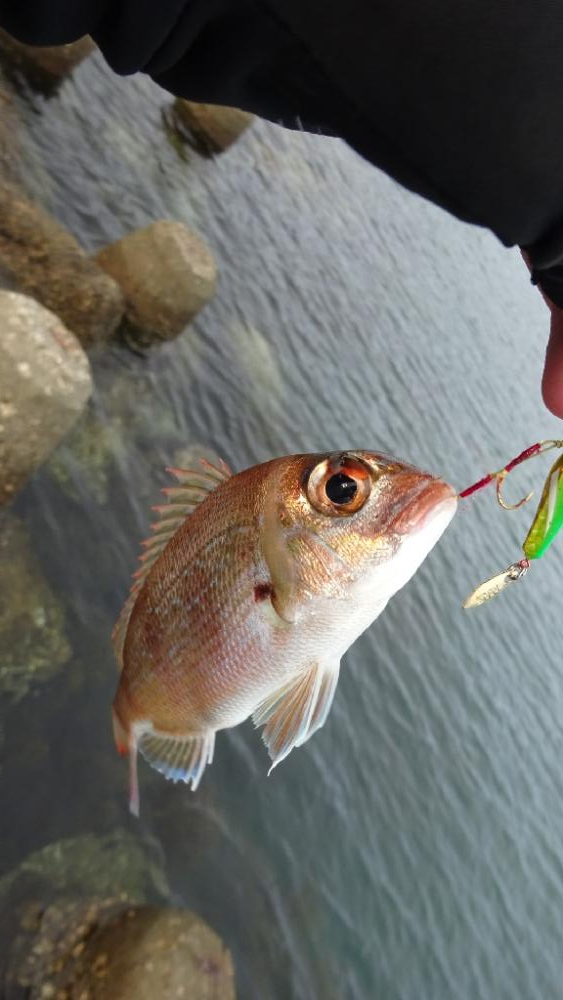 岬町ライトゲーム2