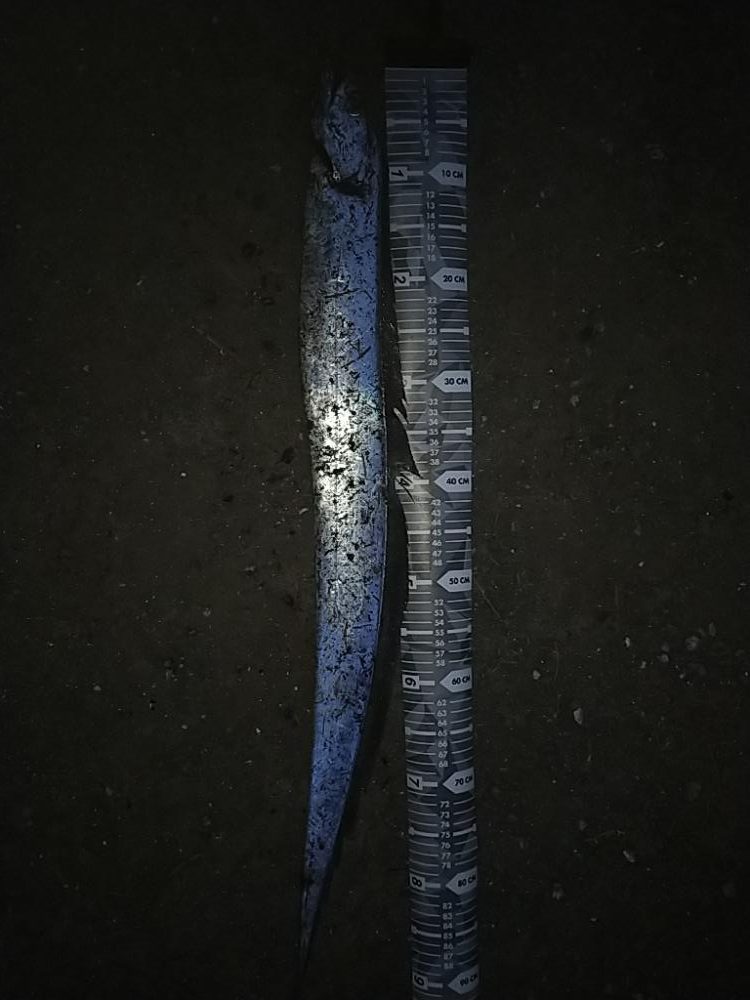 ベイトが接岸してました