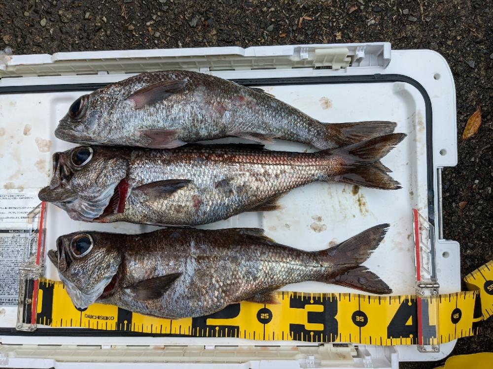 今シーズン初クロムツ