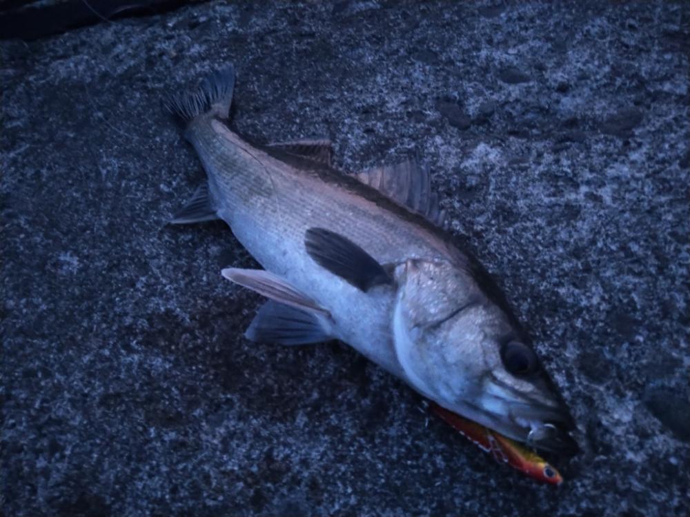 堤防とサーフで三目