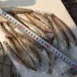 苅屋海岸のキス釣り