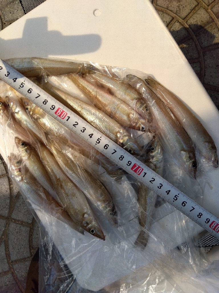 苅屋海岸のキス釣り