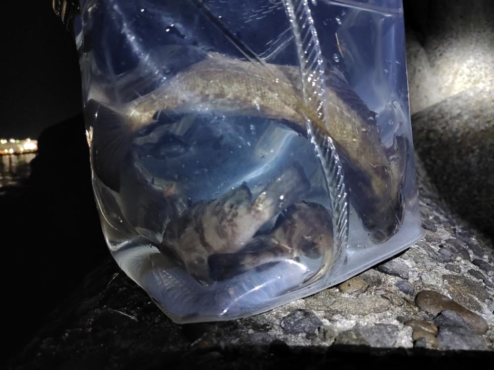 メバリング@樽井