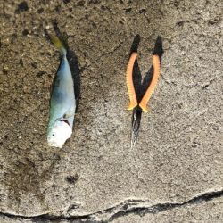 今年もやって来た