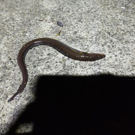 須磨一文字　半夜釣り