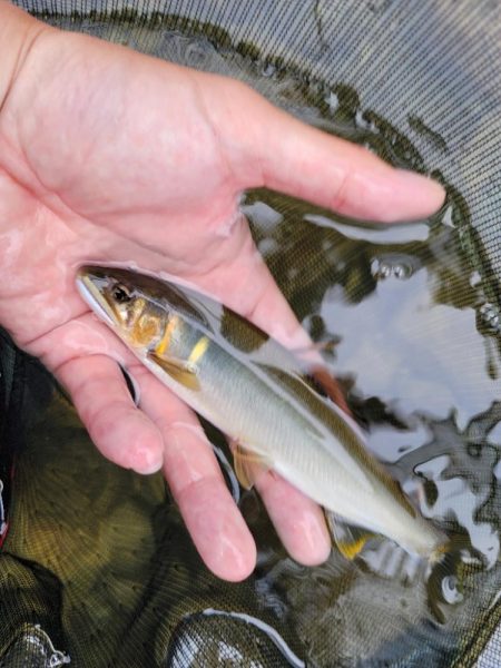 鮎釣り