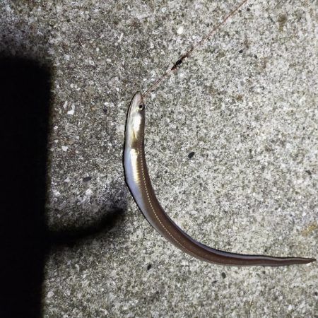 淡路島　波止釣り