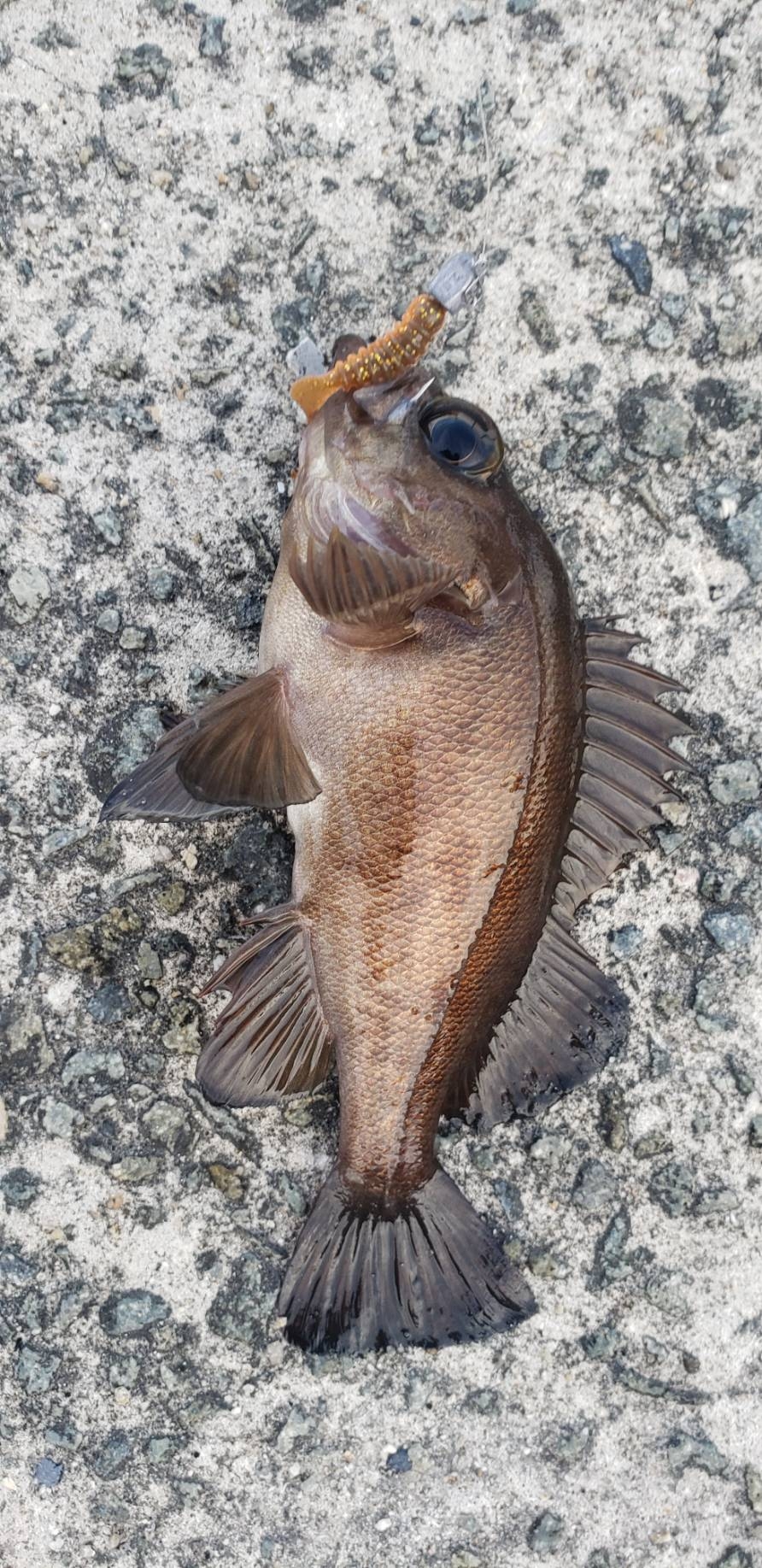 アジ探し@佐野漁港