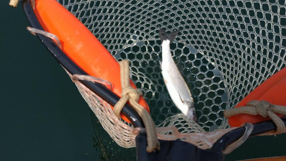 ビワマスジギング